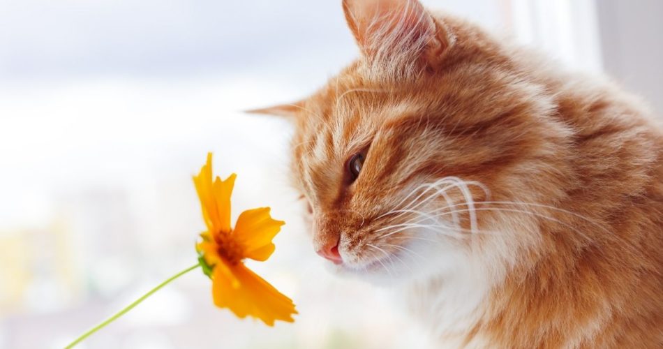 Кошка ест цветы: как отучить