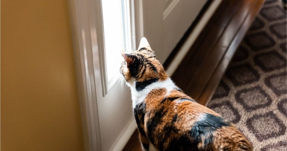как отучить кошку выбегать из квартиры