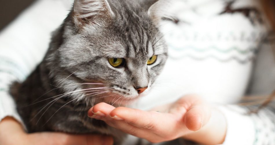 Как часто давать глистогонное коту