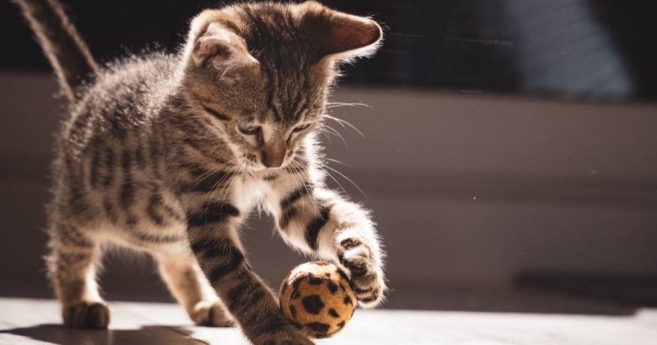 как научить кошку приносить предметы