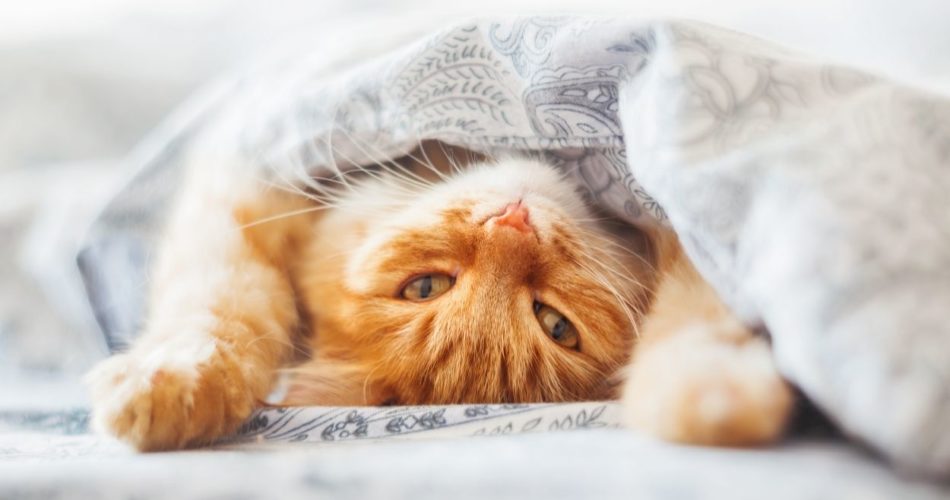 Как отучить кошку спать в постели
