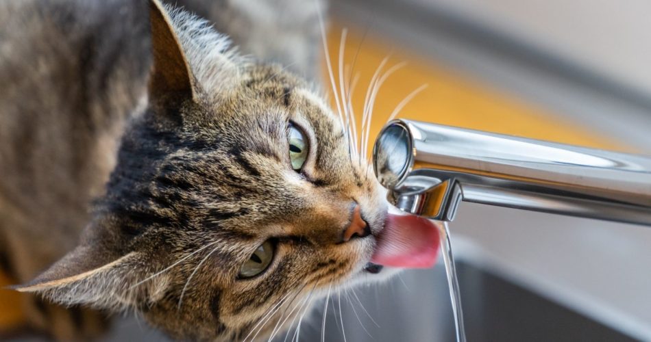почему кошки любят пить воду из под крана