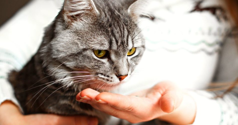 Диронет: как давать кошкам?