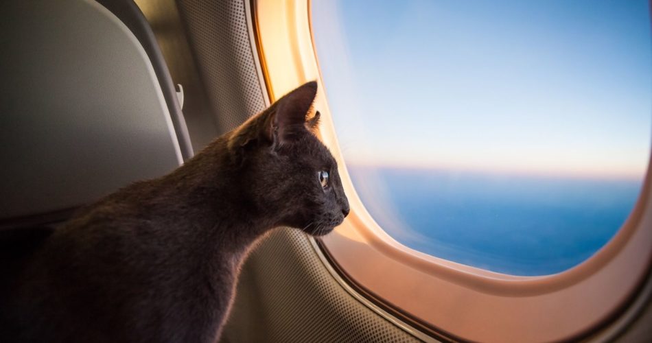Как перевозить кошку за границу