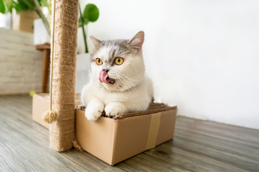 Почему кошки любят картонные коробки
