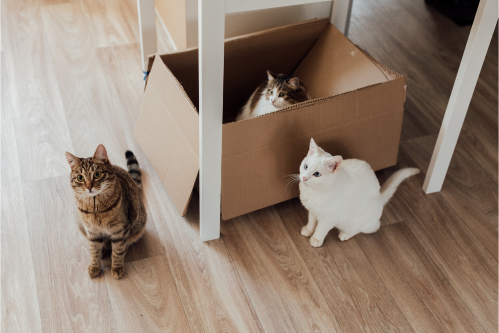 Почему котам нравятся коробки